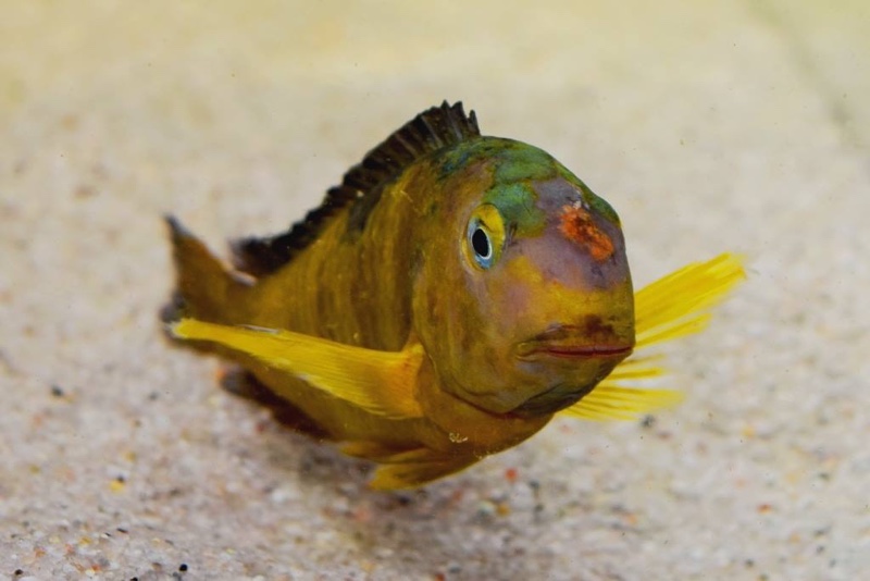 Tropheus sp. 'lukuga' Karilani Island (Kushangaza)